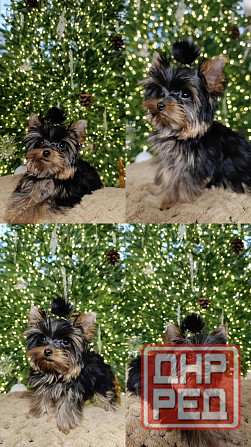 Продам мини йорка Донецк - изображение 4