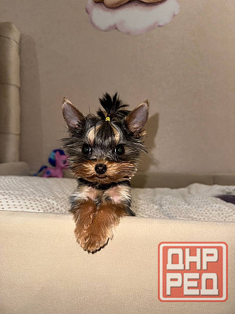 Продам мини йорка Донецк - изображение 3