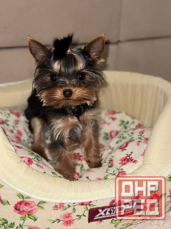 Продам мини йорка Донецк - изображение 1