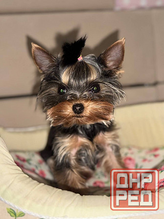 Продам мини йорка Донецк - изображение 2