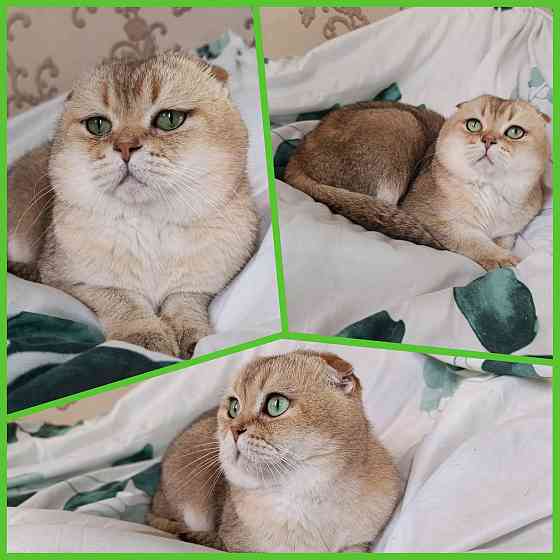 Вязка кошечек Донецк