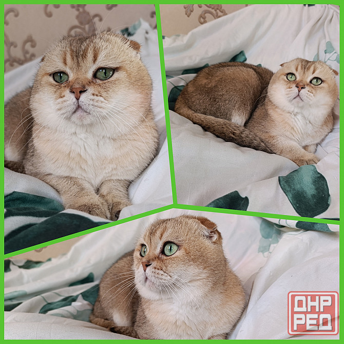 Вязка кошечек Донецк - изображение 1