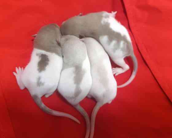 Ручные крысята Дамбо Донецк