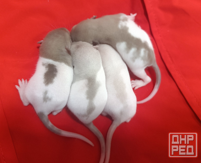 Ручные крысята Дамбо Донецк - изображение 1