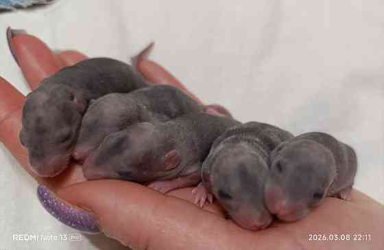 Крысята . Дамбо. Рекс. Донецк