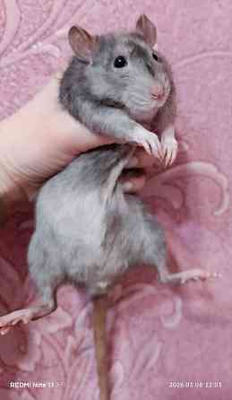 Крысята . Дамбо. Рекс. Донецк