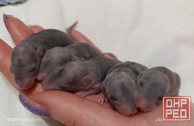 Крысята . Дамбо. Рекс. Донецк - изображение 1