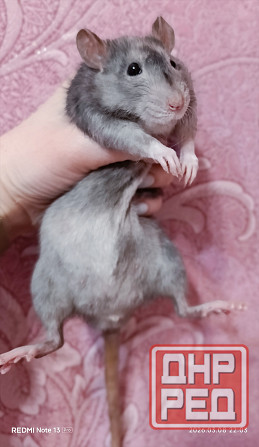 Крысята . Дамбо. Рекс. Донецк - изображение 2