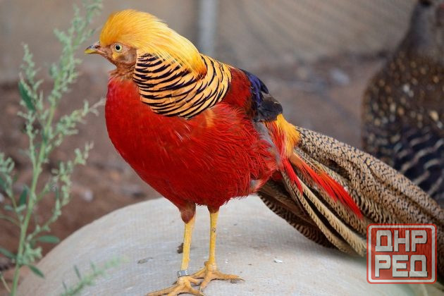 Продам красных золотых фазанов Макеевка - изображение 1