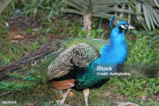 Продам пару взрослых павлинов Макеевка