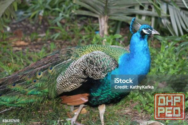 Продам пару взрослых павлинов Макеевка - изображение 1