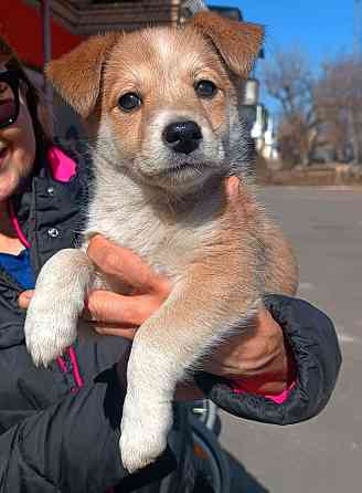 Малышки ищут дом Донецк