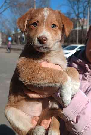 Малышки ищут дом Донецк