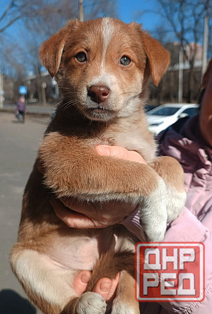 Малышки ищут дом Донецк - изображение 2