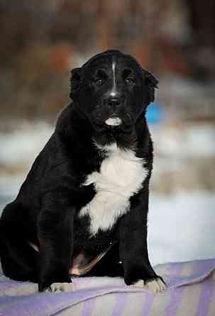 Алабай Донецк