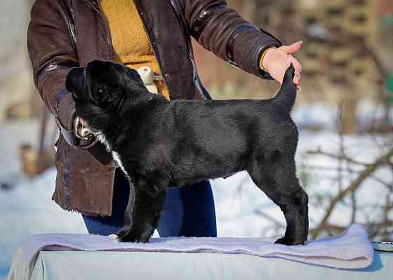 Алабай Донецк