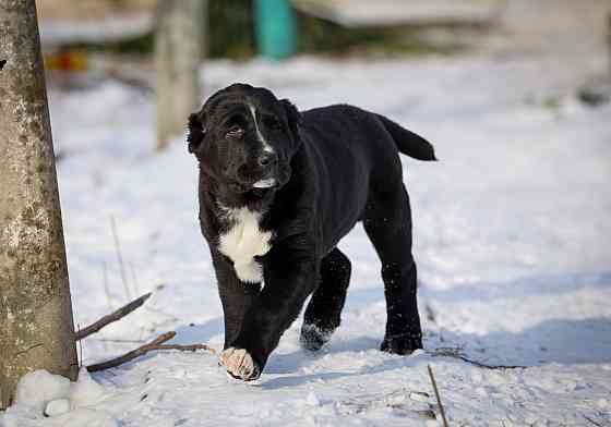 Алабай Донецк