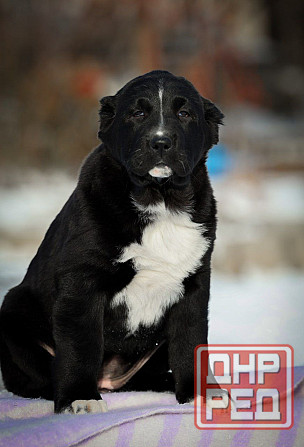 Алабай Донецк - изображение 1