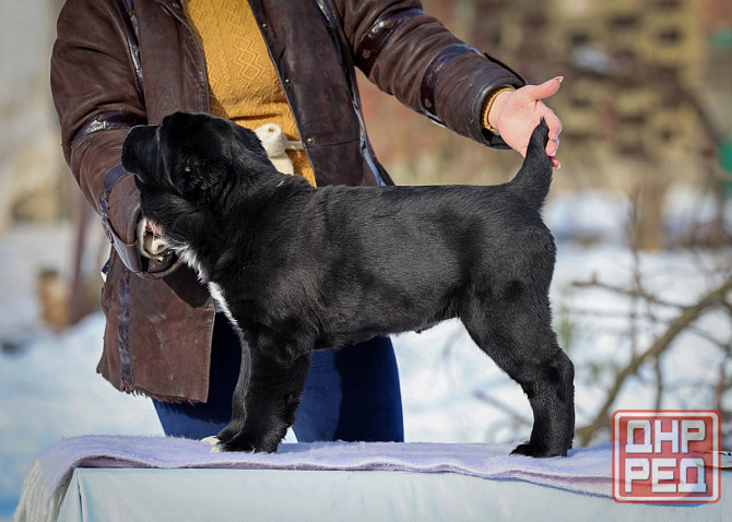 Алабай Донецк - изображение 3