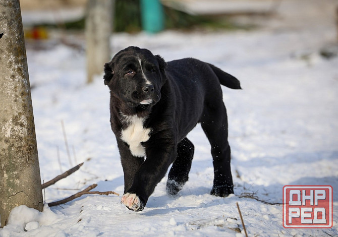 Алабай Донецк - изображение 2