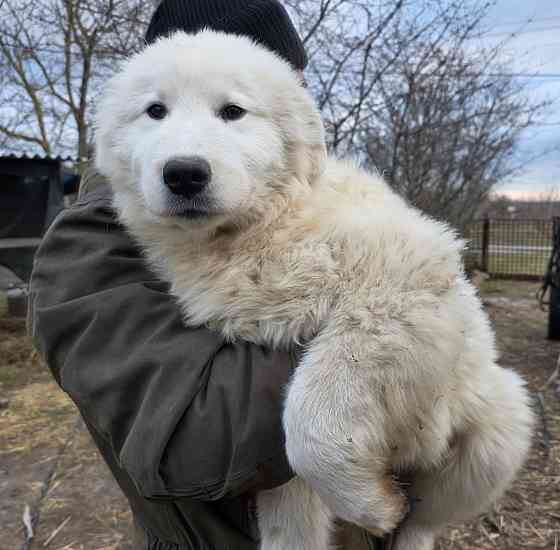 Маремма Бердянск