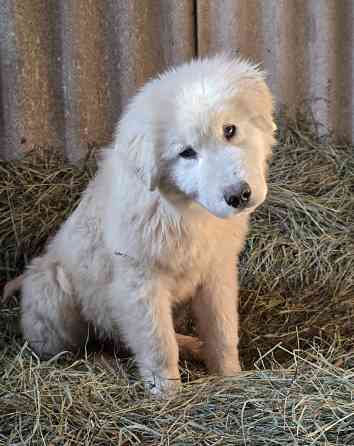 Маремма Бердянск