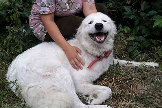 Маремма Бердянск