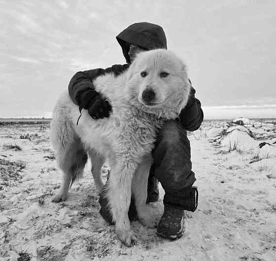 Маремма Бердянск