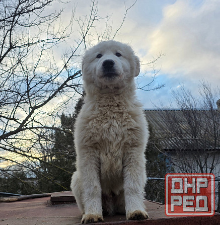 Маремма Бердянск - изображение 2