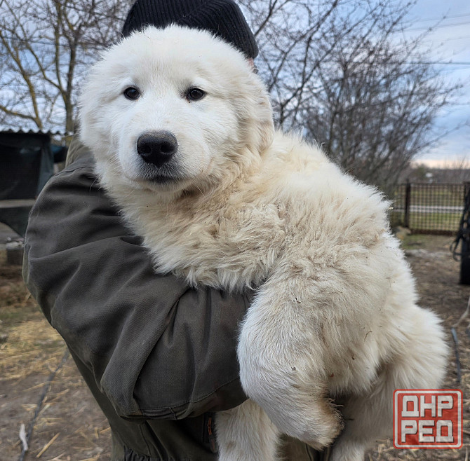 Маремма Бердянск - изображение 1