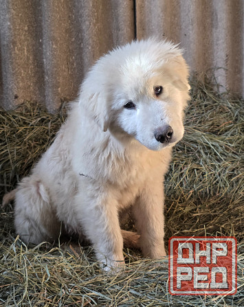 Маремма Бердянск - изображение 3