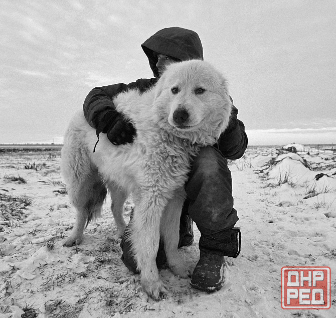 Маремма Бердянск - изображение 5