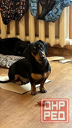 Отдам таксу в добрые руки Макеевка - изображение 1