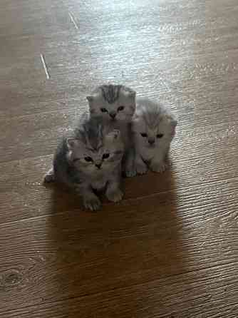 Котята шотландские Донецк