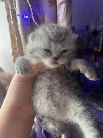 Котята шотландские Донецк