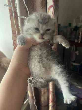 Котята шотландские Донецк