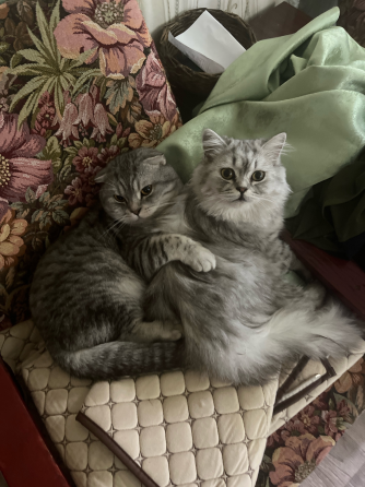 Котята шотландские Донецк