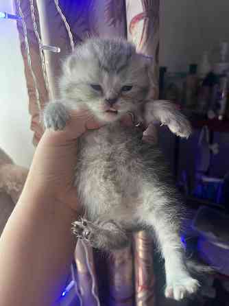 Котята шотландские Донецк