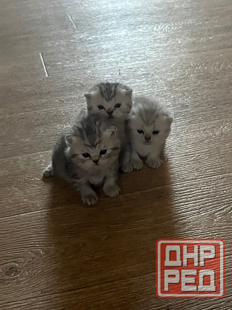 Котята шотландские Донецк - изображение 2