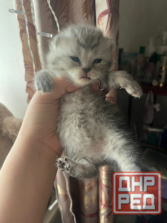 Котята шотландские Донецк - изображение 2