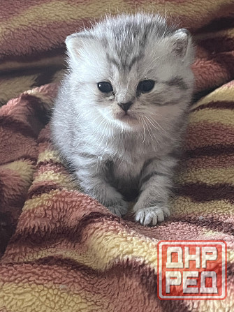 Котята шотландские Донецк - изображение 1