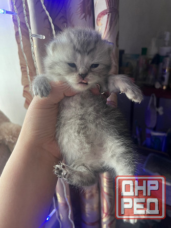 Котята шотландские Донецк - изображение 3