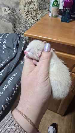 Бронь на котят Шотланской Вислоухой кошки родились 04.03.2026 Донецк