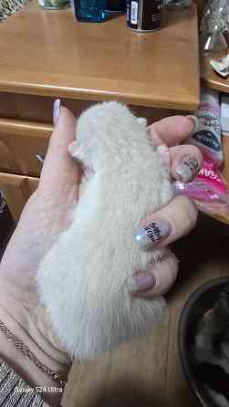 Бронь на котят Шотланской Вислоухой кошки родились 04.03.2026 Донецк