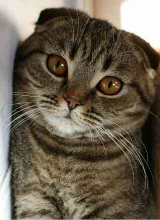 Бронь на котят Шотланской Вислоухой кошки родились 04.03.2026 Донецк