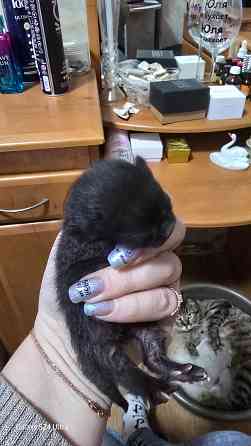 Бронь на котят Шотланской Вислоухой кошки родились 04.03.2026 Донецк