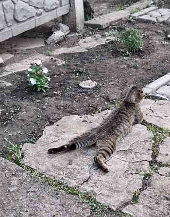 Бронь на котят Шотланской Вислоухой кошки родились 04.03.2026 Донецк