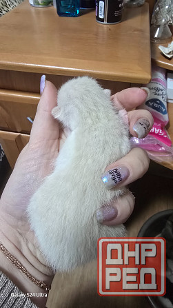 Бронь на котят Шотланской Вислоухой кошки родились 04.03.2026 Донецк - изображение 3