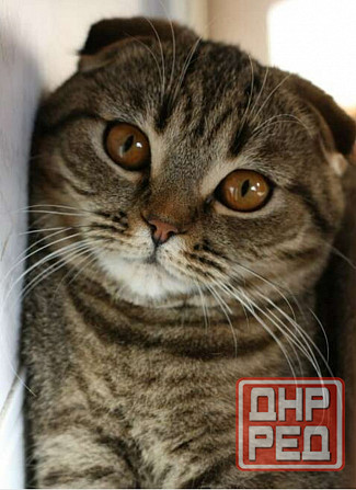 Бронь на котят Шотланской Вислоухой кошки родились 04.03.2026 Донецк - изображение 5