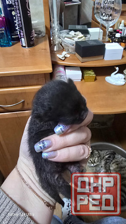 Бронь на котят Шотланской Вислоухой кошки родились 04.03.2026 Донецк - изображение 1